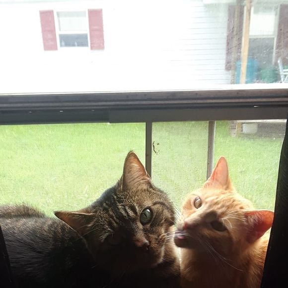 Meet your Posher, Pamela - Picture 1 of 1